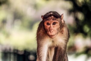 Monkey Trap