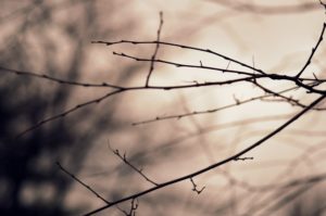Branches and Sticks